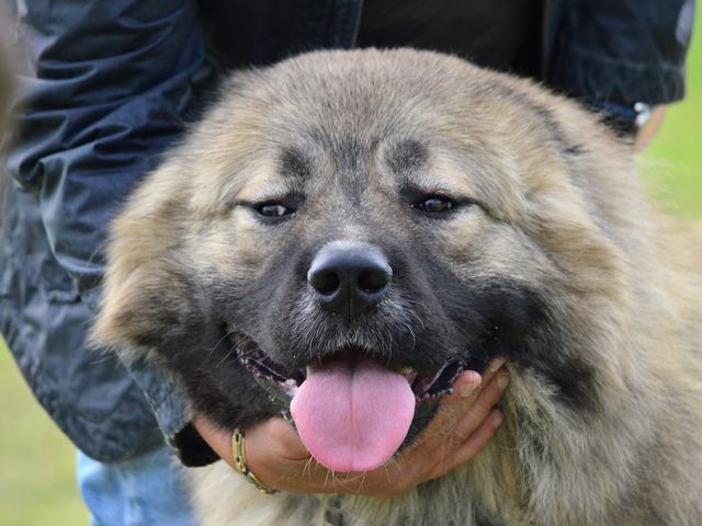 Smiling Caucasian Shepherd close-up