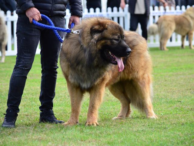 Red Caucasian Shepherd in the ring