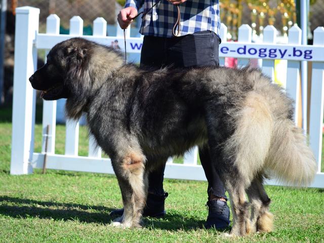 Grey Caucasian Shepherd standing