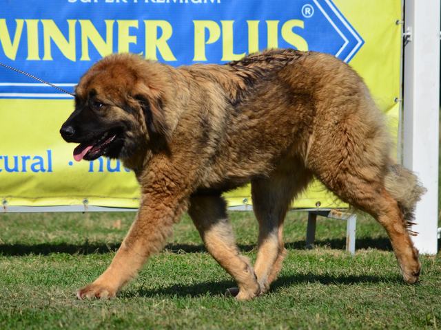 Red Caucasian Shepherd trotting